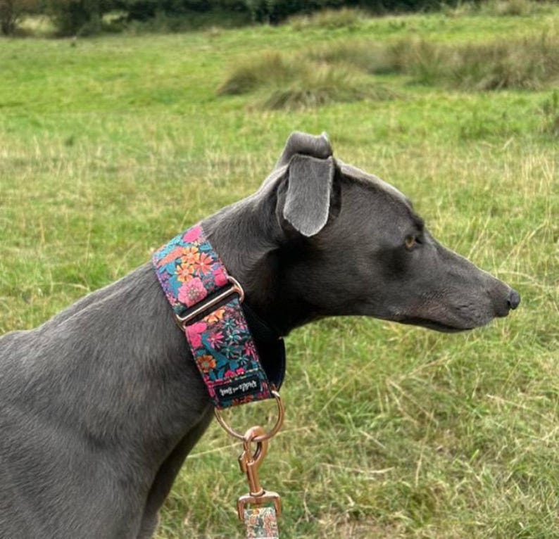 K&ouml;nnte beinhalten: Ein grauer Hund mit einem floral gemusterten Halsband und einer passenden Leine. Das Halsband hat eine schwarze Basis mit einem farbenfrohen Blumenmuster in Rosa, Orange und T&uuml;rkis. Die Leine hat einen ros&eacute;goldenen Verschluss.