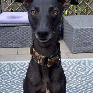 May include: A black dog with a camouflage patterned collar is sitting on a gray and white patterned rug. The dog is looking directly at the camera.
