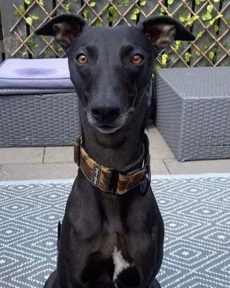 Martingale Collar Dog Collar Camo Martingale Dog Collar and Lead Martingale Collar in the UK Greyhound Collar Lurcher Collar image 5