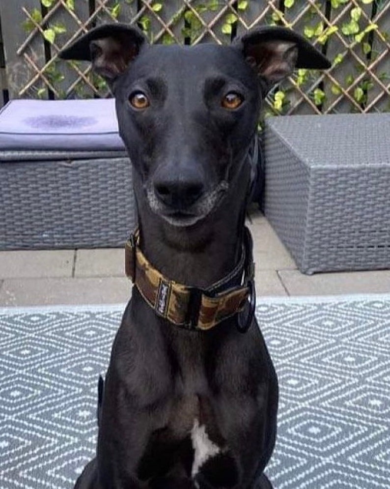 May include: A black dog with a camouflage patterned collar is sitting on a gray and white patterned rug. The dog is looking directly at the camera.
