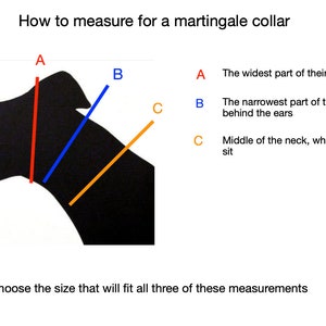 May include: Diagram showing how to measure a dog's head and neck for a martingale collar. The diagram shows three measurements: A - the widest part of the head, B - the narrowest part of the neck just behind the ears, and C - the middle of the neck, where the collar will sit.