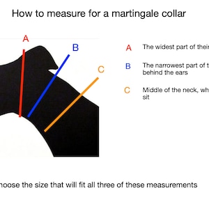 K&ouml;nnte beinhalten: Diagramm zur Messung f&uuml;r ein Martingale-Halsband. Die Abbildung zeigt eine schwarze Silhouette eines Hunde-Kopfes und -Halses mit farbigen Linien, die Messpunkte angeben: A, B und C. Text erkl&auml;rt jeden Messort.