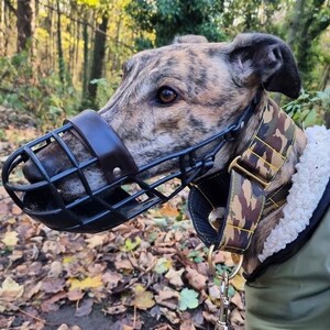 May include: A brindle greyhound dog wearing a black muzzle and a camouflage patterned collar with a gold buckle. The dog is wearing a green jacket with a white fleece lining. The dog is standing in a forest setting with fallen leaves on the ground.