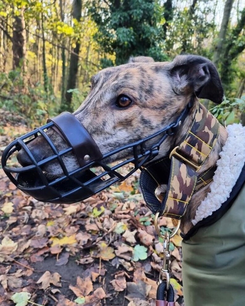 Martingale Collar Dog Collar Camo Martingale Dog Collar and Lead Martingale Collar in the UK Greyhound Collar Lurcher Collar image 6