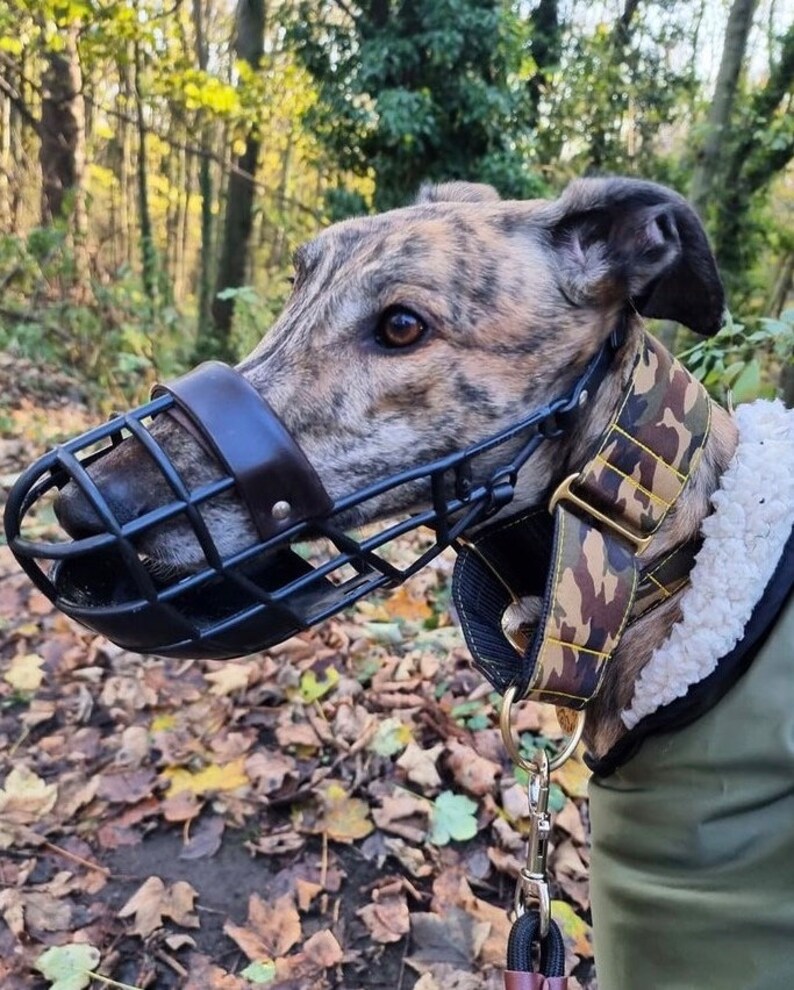 May include: A brindle greyhound dog wearing a black muzzle and a camouflage patterned collar with a gold buckle. The dog is wearing a green jacket with a white fleece lining. The dog is standing in a forest setting with fallen leaves on the ground.