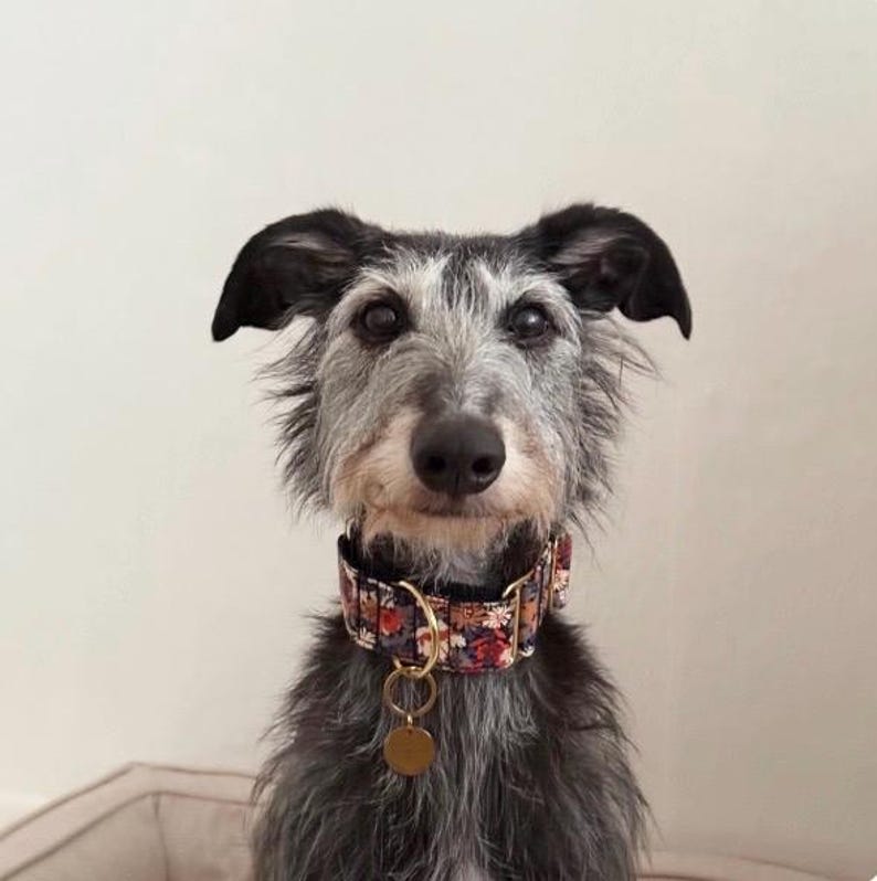 May include: A grey dog with a floral collar and a gold tag. The dog has black ears and a focused expression. The collar features a pattern of red, white, and brown flowers on a dark background. A gold tag hangs from the collar.