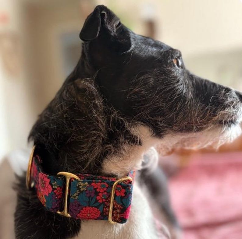 K&ouml;nnte beinhalten: Nahaufnahme eines Hundes mit einem floralen Halsband. Das Halsband hat einen dunkelblauen Hintergrund mit roten und rosa Blumen und goldfarbener Hardware. Der Hund hat schwarz-wei&szlig;es Fell.