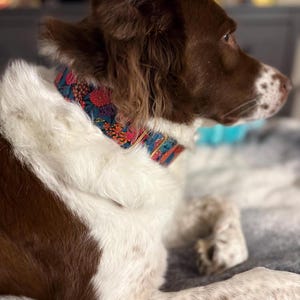 K&ouml;nnte beinhalten: Ein braun-wei&szlig;er Hund mit einem bunten, floral gemusterten Halsband. Das Halsband hat rote, blaue und orangefarbene Blumen. Der Hund liegt, den Kopf nach rechts gedreht.
