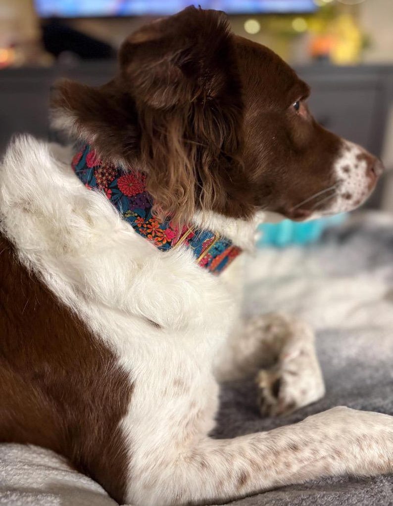 K&ouml;nnte beinhalten: Ein braun-wei&szlig;er Hund mit einem bunten, floral gemusterten Halsband. Das Halsband hat rote, blaue und orangefarbene Blumen. Der Hund liegt, den Kopf nach rechts gedreht.