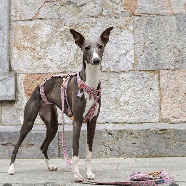 Liberty Betsy Ann triple point harness | Adjustable Dog Harness | Sighthound Harness | Greyhound | Whippet | Italian Greyhound | Saluki