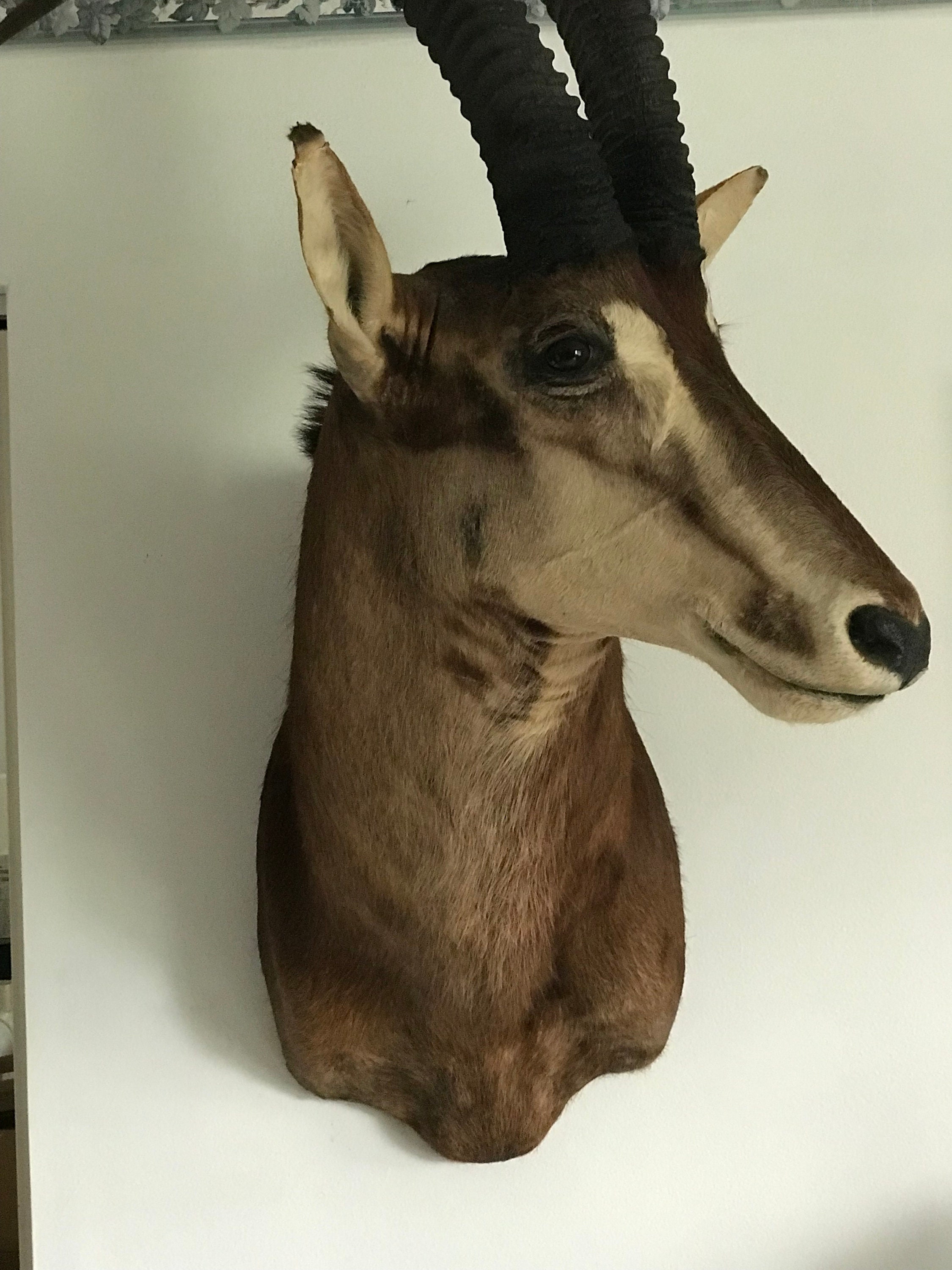 Sable Antelope Wall Mount Large Great Condition Taxidermy Etsy