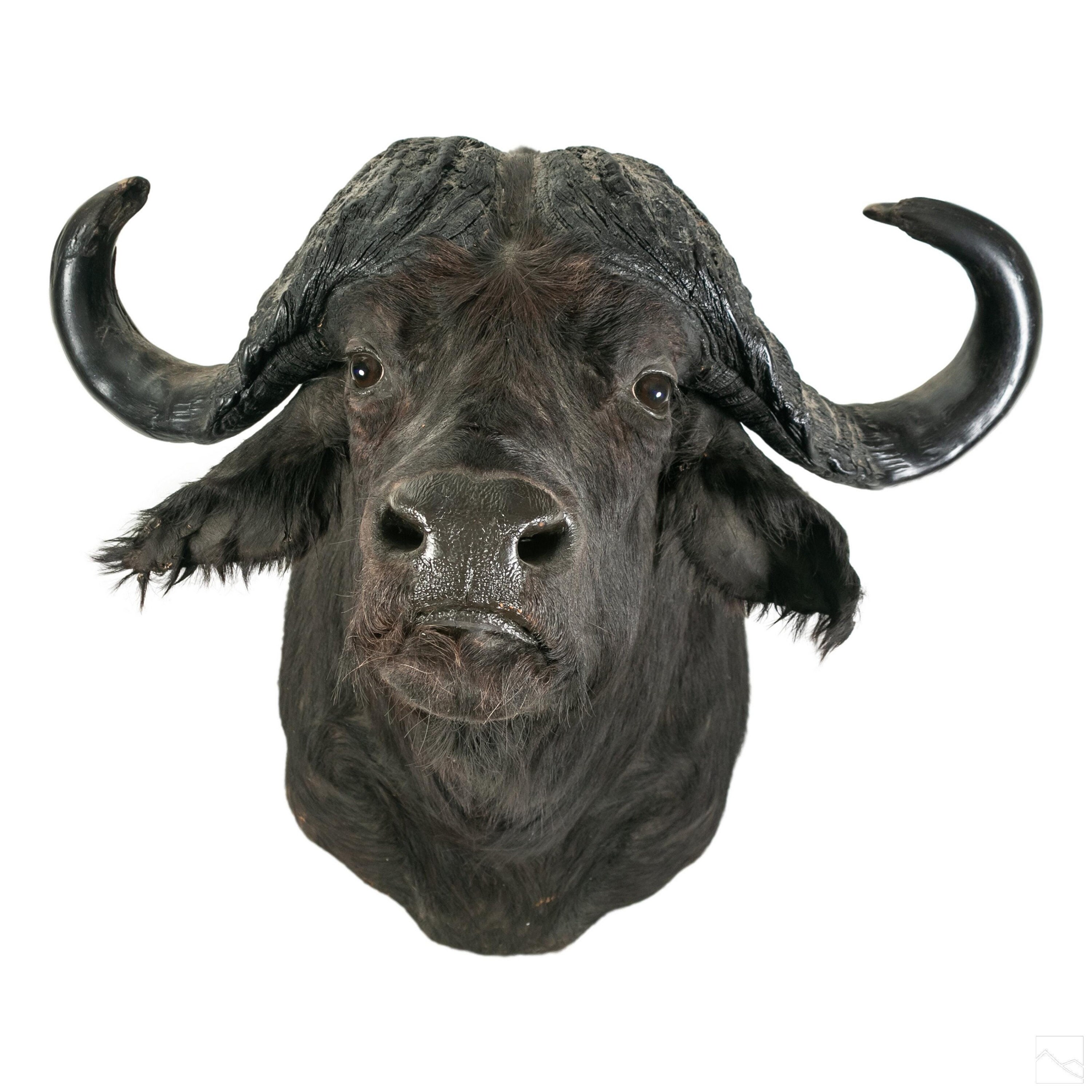 Cape Buffalo Shoulder Mount Taxidermy Etsy