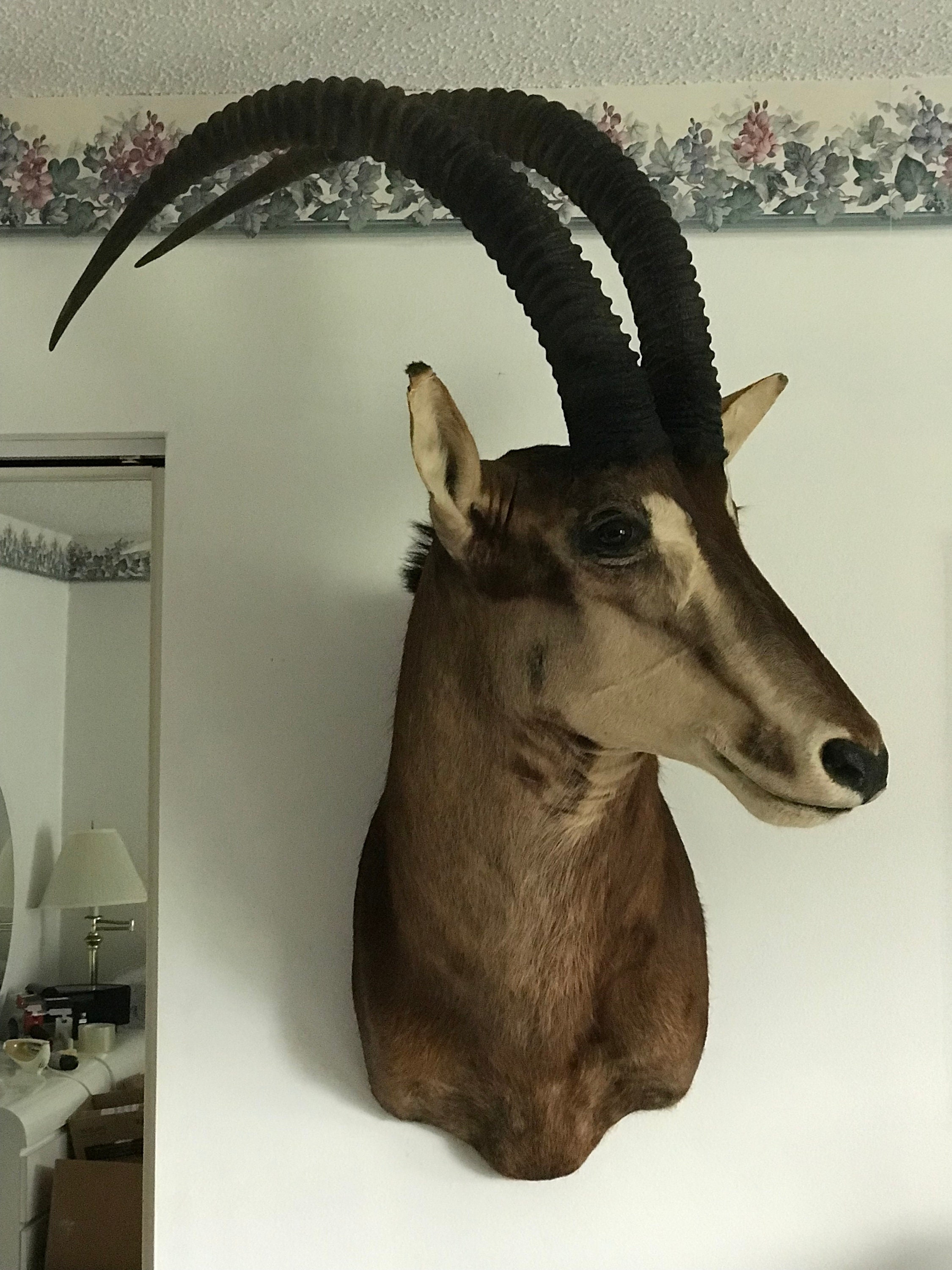 Sable Antelope Wall Mount Large Great Condition Taxidermy Etsy