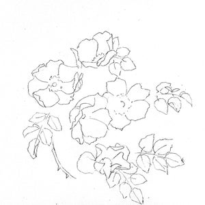 Puede incluir: Un dibujo en blanco y negro de un ramo de rosas con hojas. Las rosas est&aacute;n dibujadas de forma simple y estilizada.