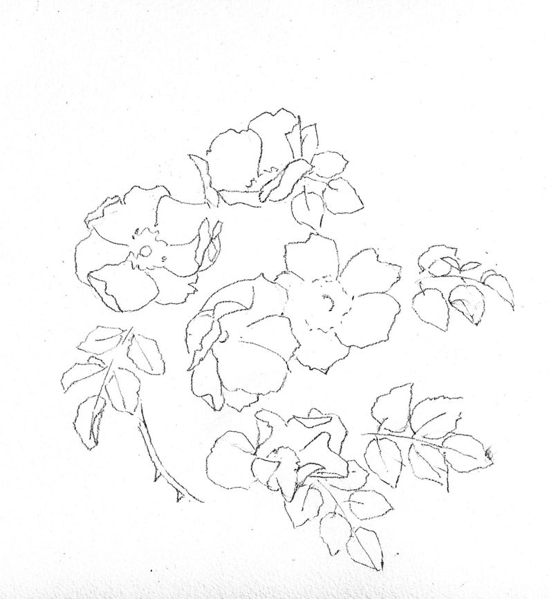 Puede incluir: Un dibujo en blanco y negro de un ramo de rosas con hojas. Las rosas est&aacute;n dibujadas de forma simple y estilizada.