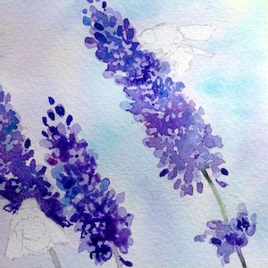May include: Watercolor painting of lavender flowers in shades of purple and blue against a light blue and white background.