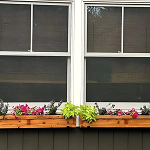 May include: Two wooden window boxes with green plants and pink flowers are mounted below two windows with white frames.