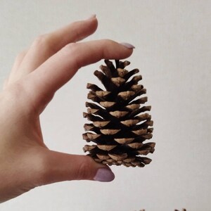 100pcs/Lot Mini Small Natural Pine Cones Dried Flowers for Christmas  Decoration or Crafting - AliExpress