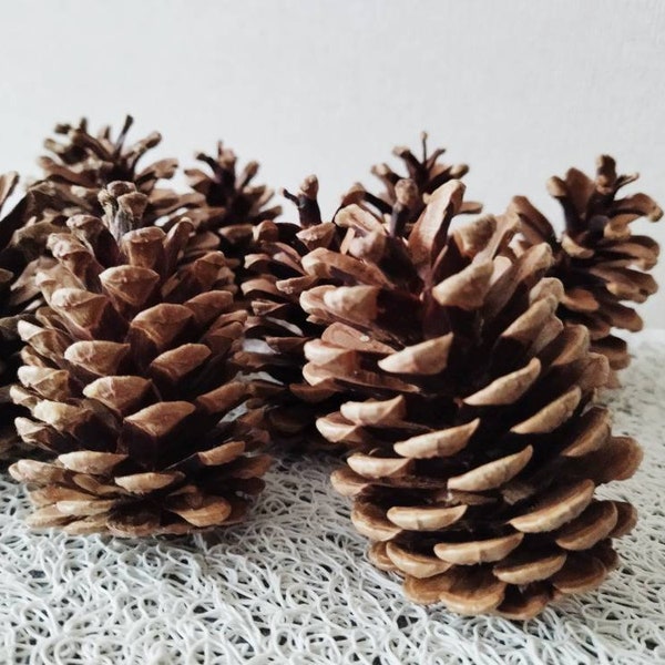 10 Stück mittelgroße Red Pine - Kiefernzapfen getrocknete natürliche Kiefernzapfen für DIY Handwerk, Hochzeitsdeko, Blumenprojekte, Weihnachtsdeko Natur