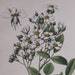 see more listings in the Botanical Prints Antique section