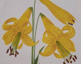 1886 L'Illustration Horticole - Lilium Parryi. Chromolithograph print. Artist, Stroobant. Published by J. Linden.