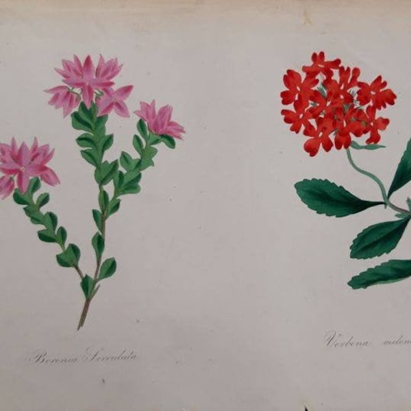 Boronia & Verbena (dubbele bloemenprint) ~ Joseph Paxtons Magazine 1841 ~ zeldzame handgekleurde print ~ antieke botanische print ~ gratis verzendkosten