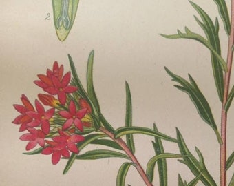 Collomia Coccinea. 1897 Antique Botanical Print. Edward Step. Victorian print. Red flowers.