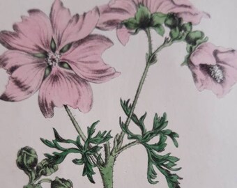 Musk Mallow, Malva Moschata by Charlotte Gower 1863. Rare hand coloured antique botanical flower print. Pink saucer shaped flowers.