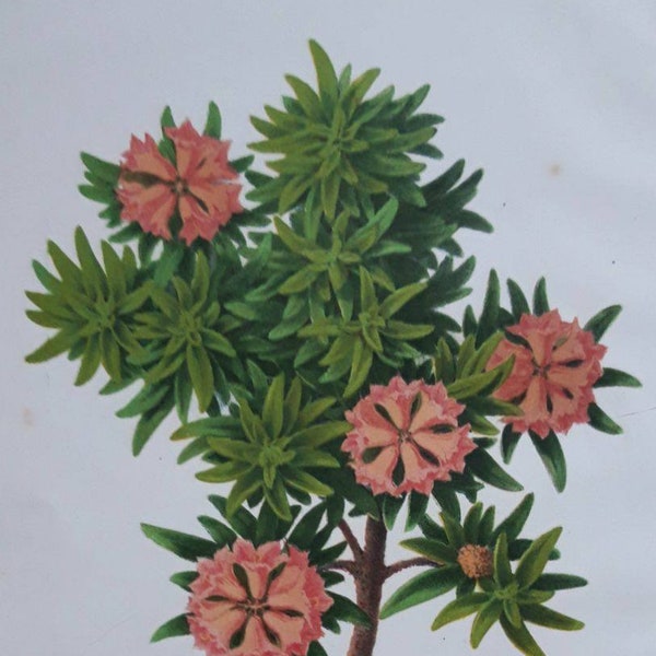 Rhododendron Ferrugineum. Tresling & Co, Nederland's Plantentuin 1865. Chromolithograph, botanical print. 155 years old. Alpine fauna.