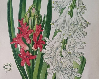 1897 Garden Hyacinth (Hyacinthus Orientalis). Antique Botanical Print. Edward Step. Flower illustration. Asparagaceae.