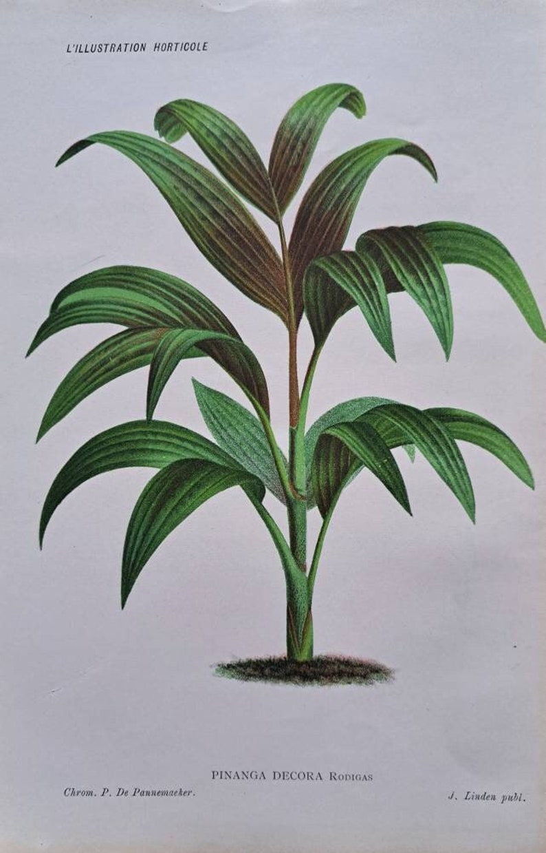 1886 L'Illustration Horticole Pinanga Decora. Palm family. Chromolithograph print. Artist P De Pannemaeker. Published by J. Linden. image 1