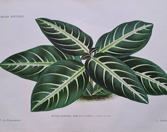 1886 L'Illustration Horticole - Aphelandra Macedoiana. Zebra Plant. Chromolithograph print. Artist P De Pannemaeker. Published by J. Linden.