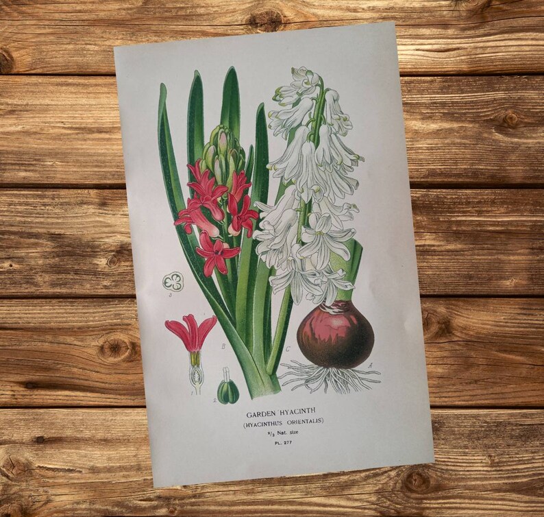1897 Garden Hyacinth Hyacinthus Orientalis. Antique Botanical Print. Edward Step. Flower illustration. Asparagaceae. 画像 4