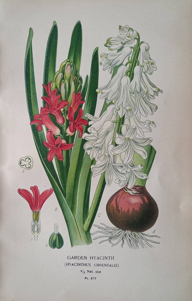 1897 Garden Hyacinth Hyacinthus Orientalis. Antique Botanical Print. Edward Step. Flower illustration. Asparagaceae. 画像 1