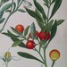 see more listings in the Botanical Prints Antique section