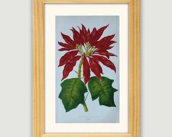 Poinsettia Pulcherrima | Beautiful Leaved Plants 1861 | original hand coloured botanical foliage print | unmatted leaf lithograph