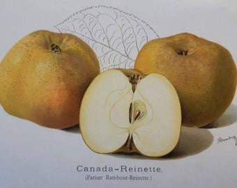 1907 antique fruit apple Print, Canada Reinette. 116 year old botanical print from Germany. Ideal kitchen print.