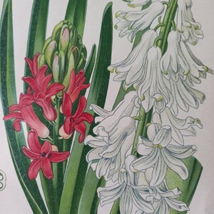 1897 Garden Hyacinth Hyacinthus Orientalis. Antique Botanical Print. Edward Step. Flower illustration. Asparagaceae. 画像 2