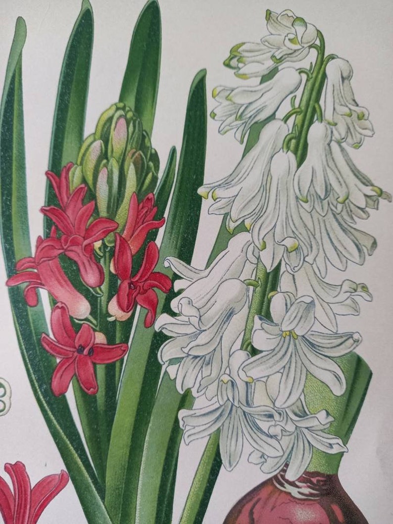1897 Garden Hyacinth Hyacinthus Orientalis. Antique Botanical Print. Edward Step. Flower illustration. Asparagaceae. 画像 2