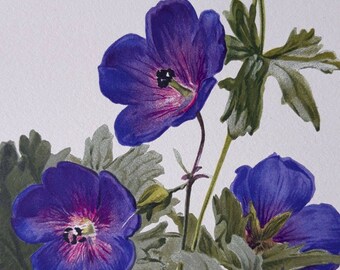 1903 Geranium Grandiflorum Original Antique Botanical Print. Pelargonium. Artist: H G Moon. Chromolithograph. Purple flower print.