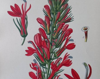 Cardinal Flower (Lobelia Cardinalis). 1897 Antique Botanical Print. Edward Step. Victorian print.