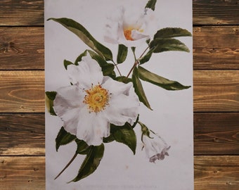 1903 Cherokee Rose (Rosa Laevigata). Original Antique Botanical Print. Artist: H G Moon. Chromolithograph, flower print. Native China.