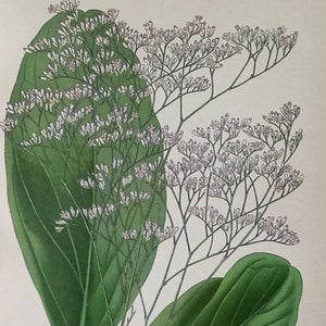 Sea Lavender Statice Latifolia. 1897 Antique Botanical Print. Edward Step. Victorian print. Marsh Rosemary. image 2