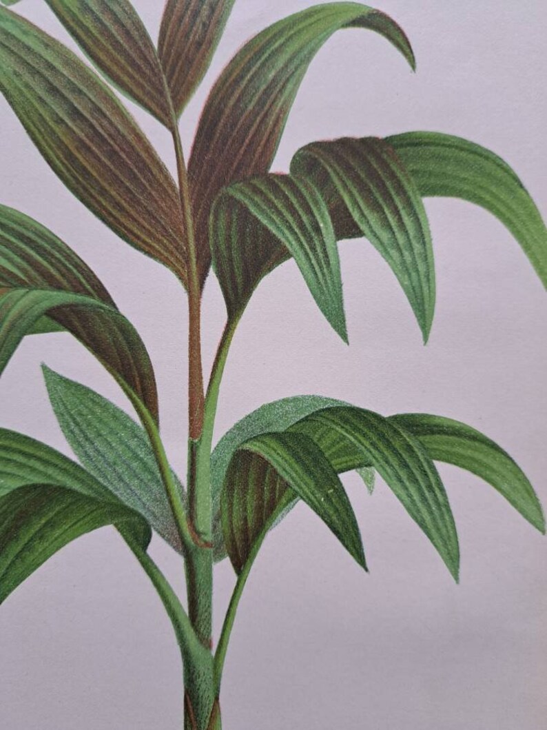 1886 L'Illustration Horticole Pinanga Decora. Palm family. Chromolithograph print. Artist P De Pannemaeker. Published by J. Linden. image 5