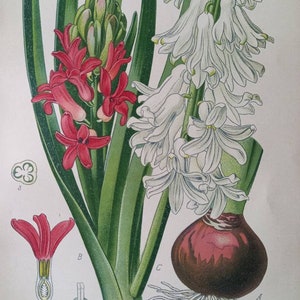 1897 Garden Hyacinth Hyacinthus Orientalis. Antique Botanical Print. Edward Step. Flower illustration. Asparagaceae. image 3