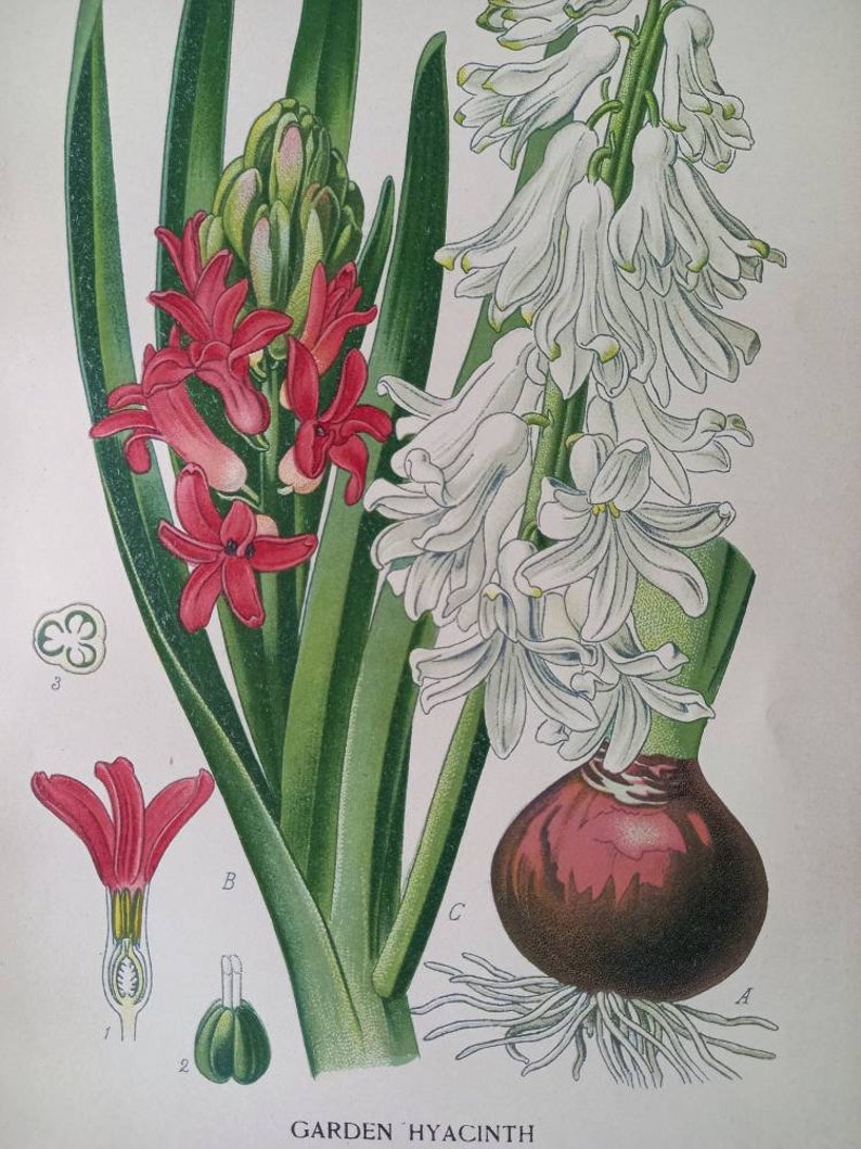 1897 Garden Hyacinth Hyacinthus Orientalis. Antique Botanical Print. Edward Step. Flower illustration. Asparagaceae. 画像 3