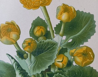 Marsh Marigold (Caltha Palustrus). 1897 Antique Botanical Print. Edward Step. Victorian print. Yellow flower print.