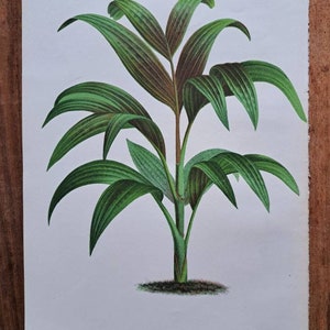 1886 L'Illustration Horticole Pinanga Decora. Palm family. Chromolithograph print. Artist P De Pannemaeker. Published by J. Linden. image 6