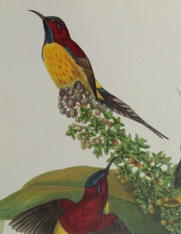 wildbird sunbird