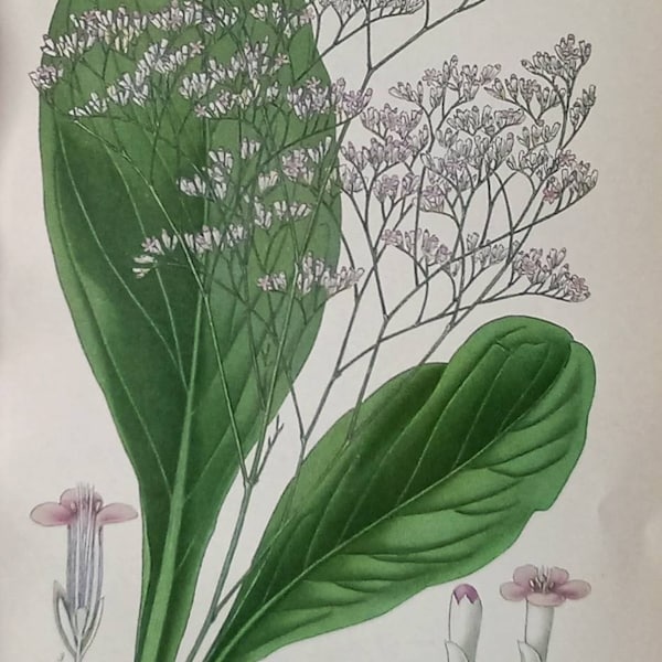 Sea Lavender (Statice Latifolia). 1897 Antique Botanical Print. Edward Step. Victorian print. Marsh Rosemary.